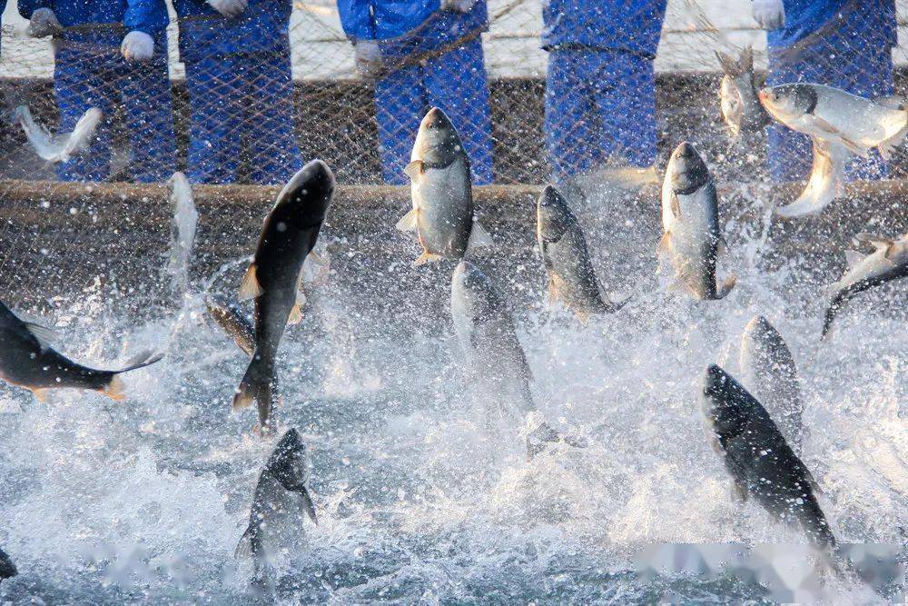 1688799146382602.jpeg 水產養殖 (1).jpeg