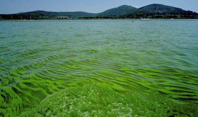 1699251949602256.jpg 水體富營養化.jpg