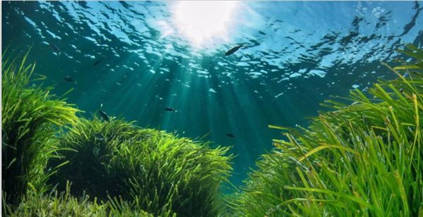 1726021530935923.jpeg 陽光.jpeg