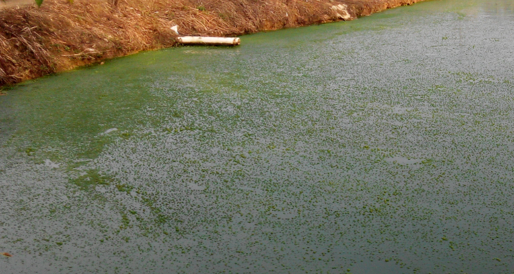 1729057032119258.png 水體富營養化.png