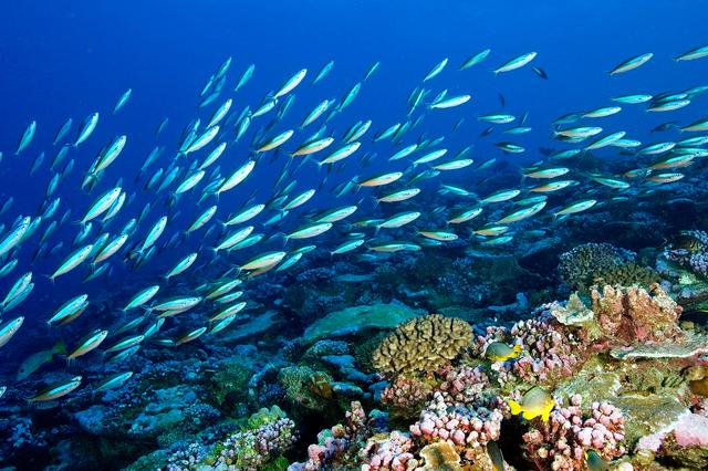 1732690256366495.jpg 海洋生態系統.jpg